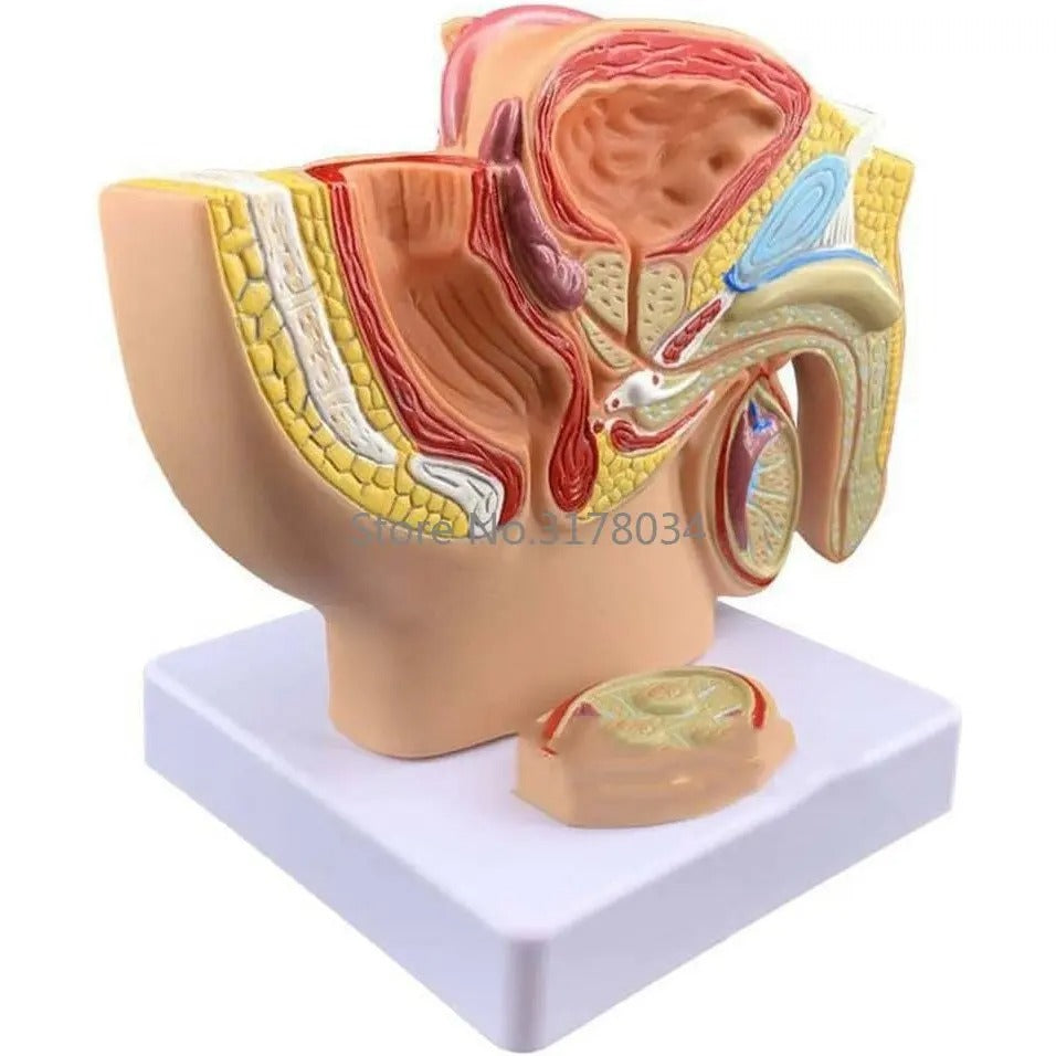 Modelo de Seção Sagital da Cavidade Pélvica - Sistema Reprodutivo Humano Masculino