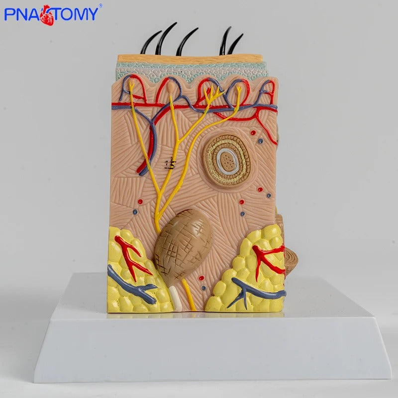 Modelo Ampliado da Estrutura da Pele Humana - Camadas