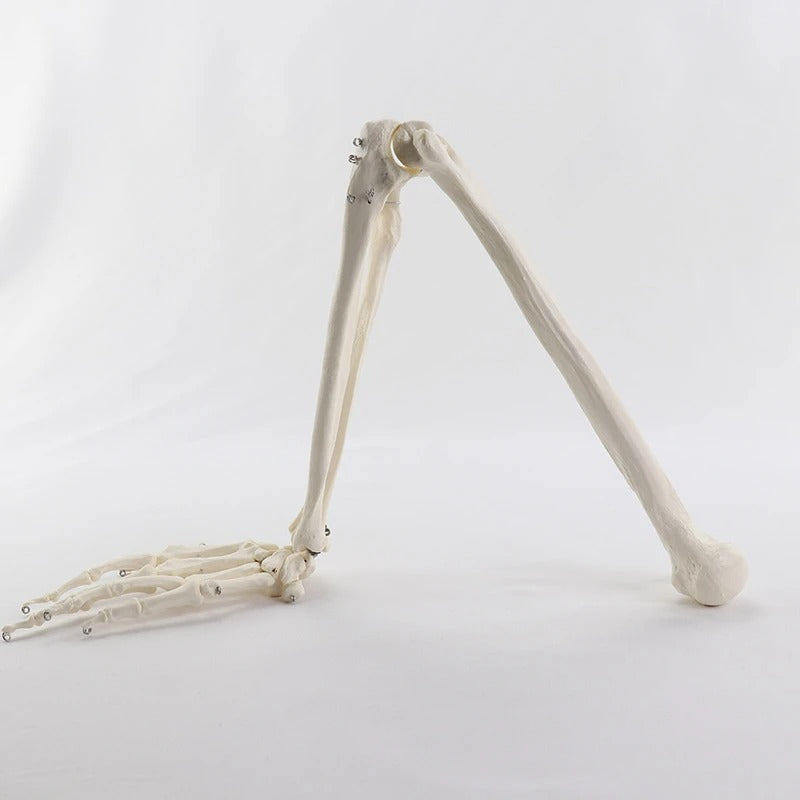 Modelo Ósseo Humano do Membro Superior - Braço Adulto