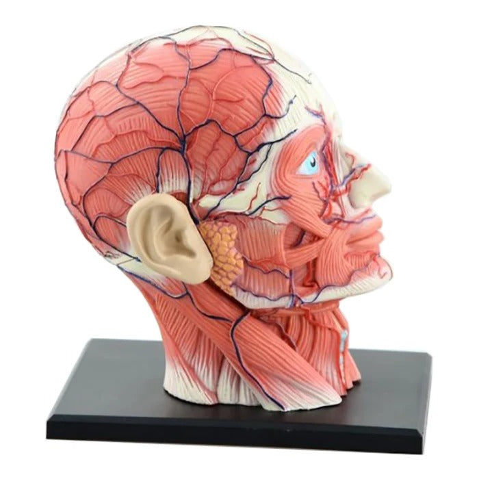 4D Montado Esqueleto Humano Modelo Anatômico