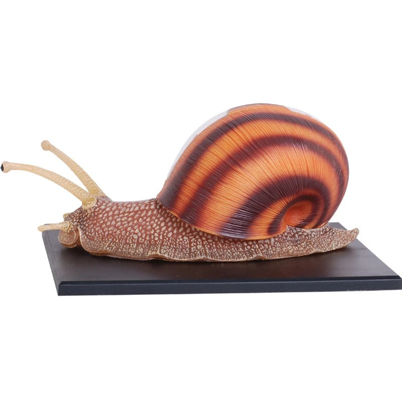 Modelo Anatômico 4D de Caracol para Crianças