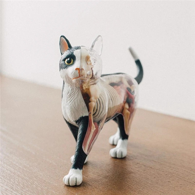 Modelo Anatomico Gato 4D