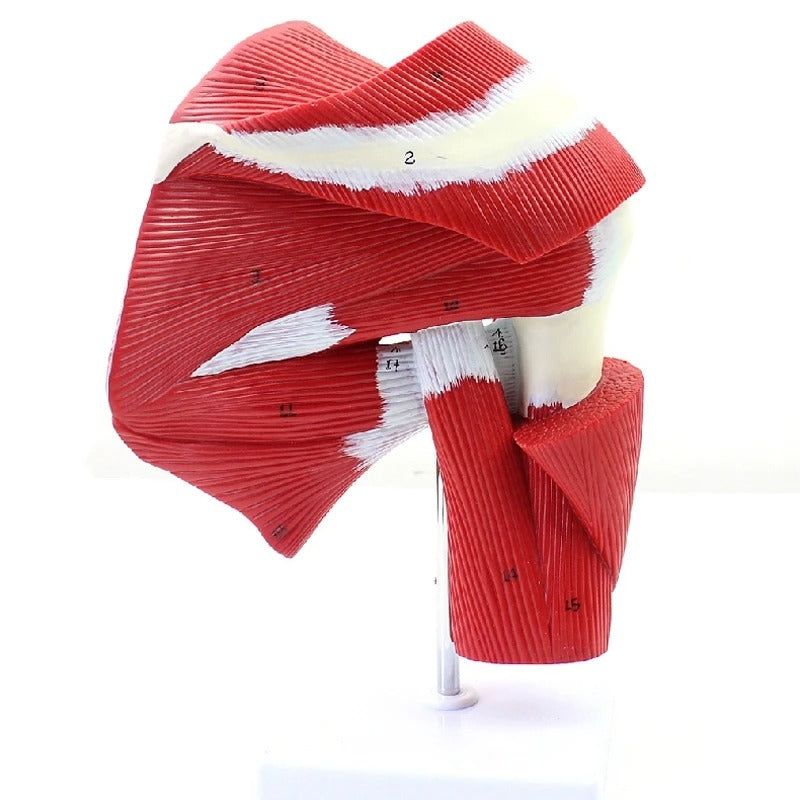 Modelo Anatômico de Ombro Humano Comum com Músculo
