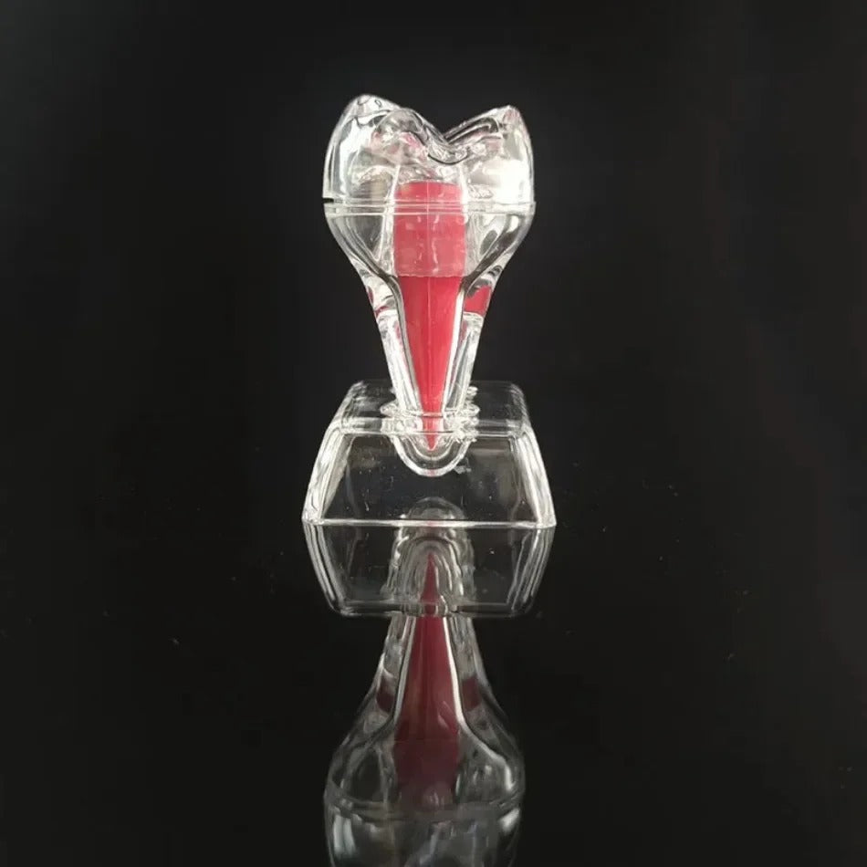 Modelo Anatômico Dental Destacável e Transparente – Luminoso e Único Dente