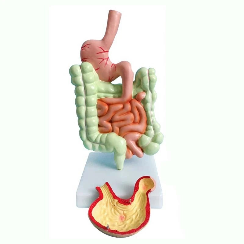 Modelo de Anatomia do Sistema Digestivo Humano - Estômago, Intestino, Reto e Duodeno