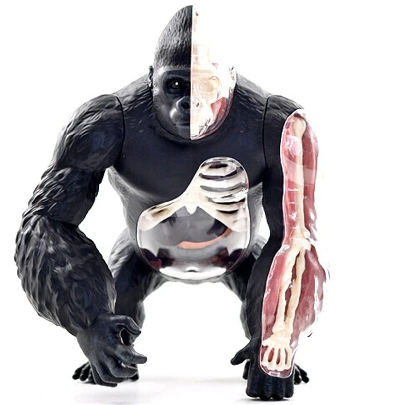 Modelo de Anatomia Gorila 4D