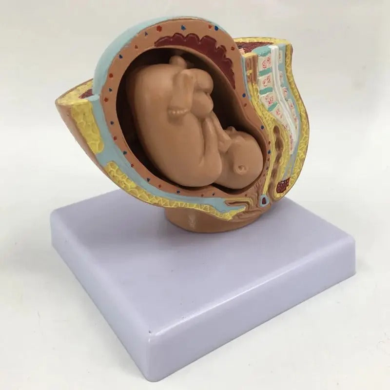 Modelo Anatômico da Gravidez para Gestantes