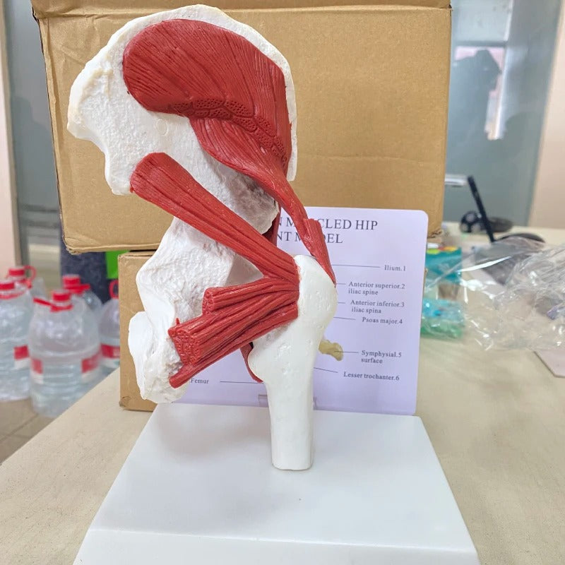 Modelo anatomico Músculos Ligados à Articulação do Quadril