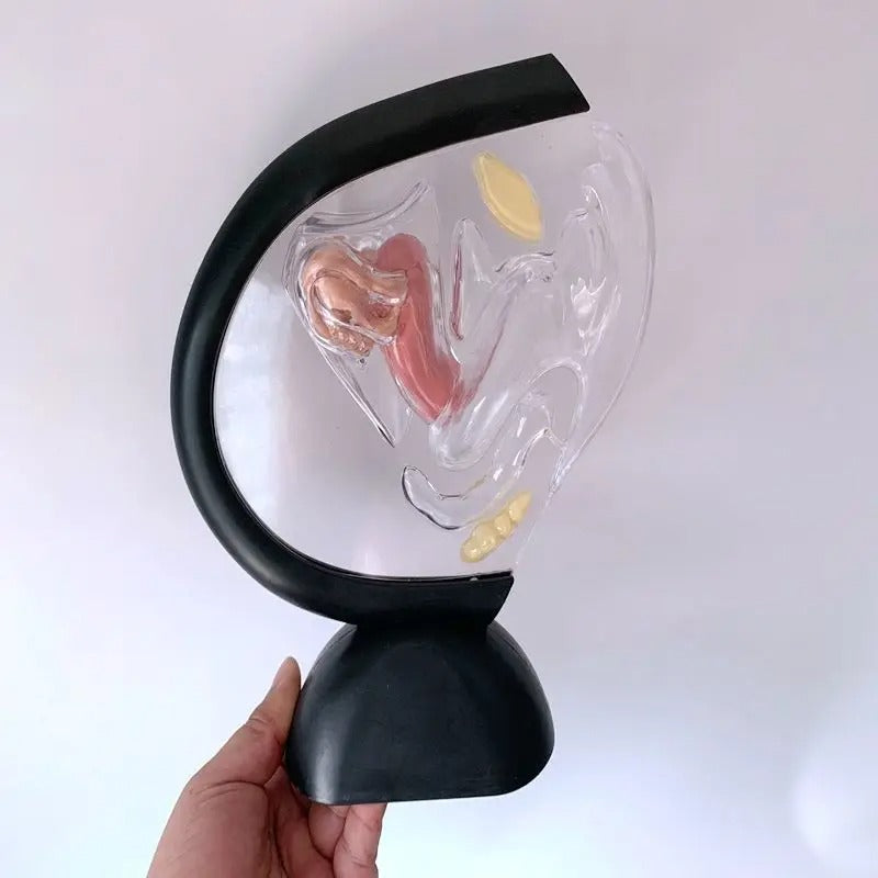 Modelo de Útero Transparente Feminino
