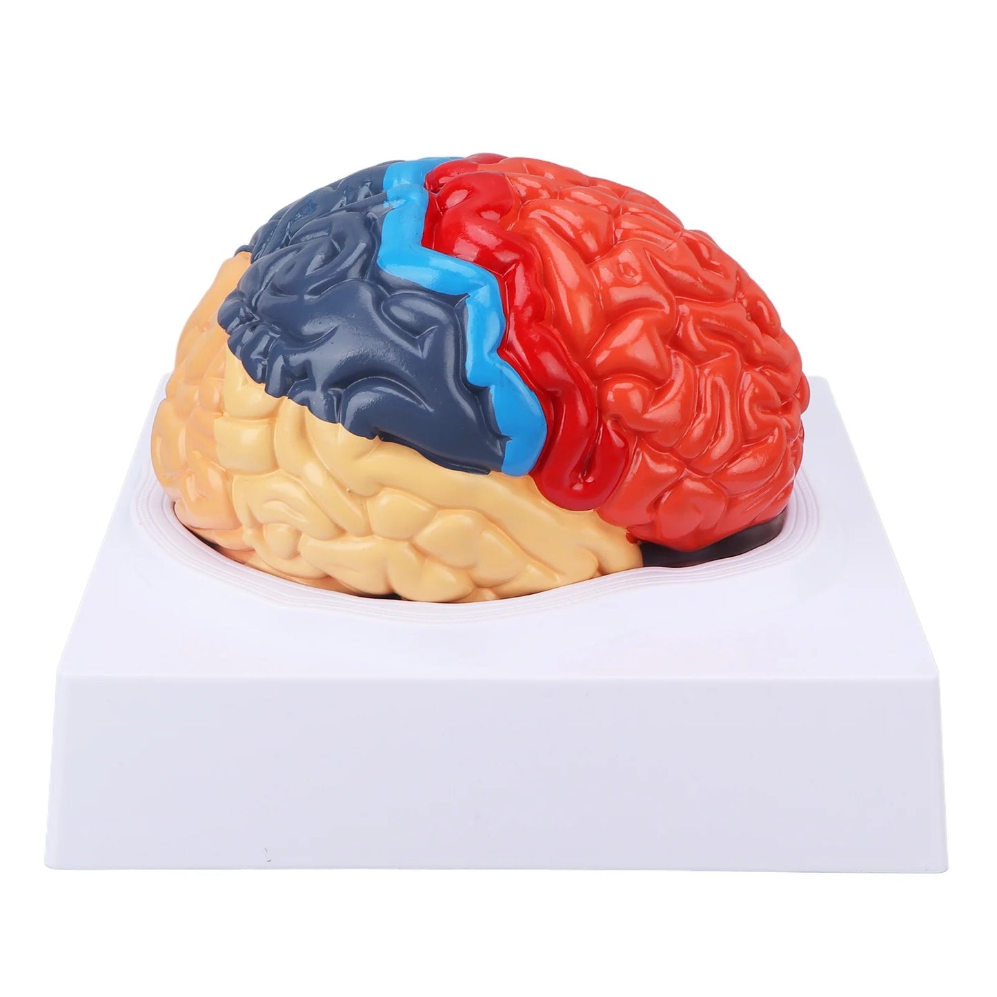 Modelo Anatômico de Cérebro Humano com Artérias Cerebrais