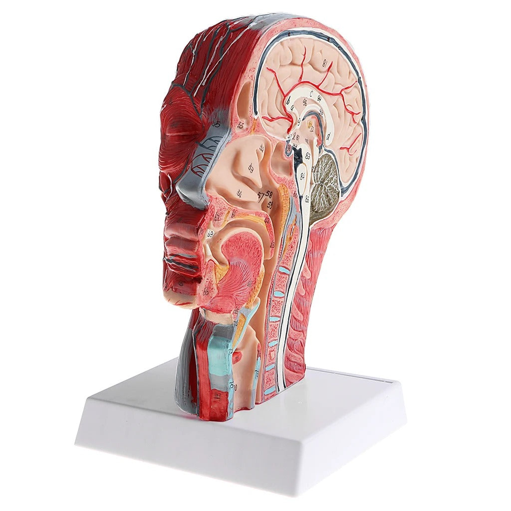 Modelo Anatômico de Cabeça e Pescoço - Corte Sagital com Artérias e Nervos