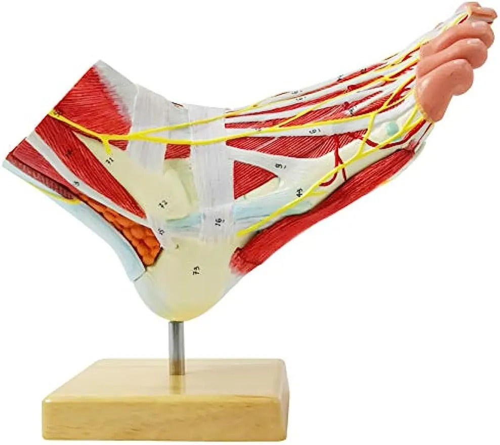 Modelo Anatômico do Pé Humano
