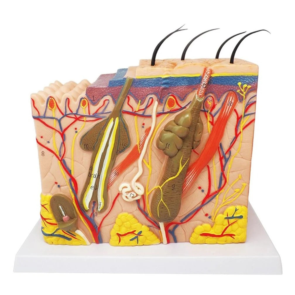 Modelo de Anatomia da Pele e Estrutura Capilar - Ferramenta de Ensino da Ciência Médica em PVC