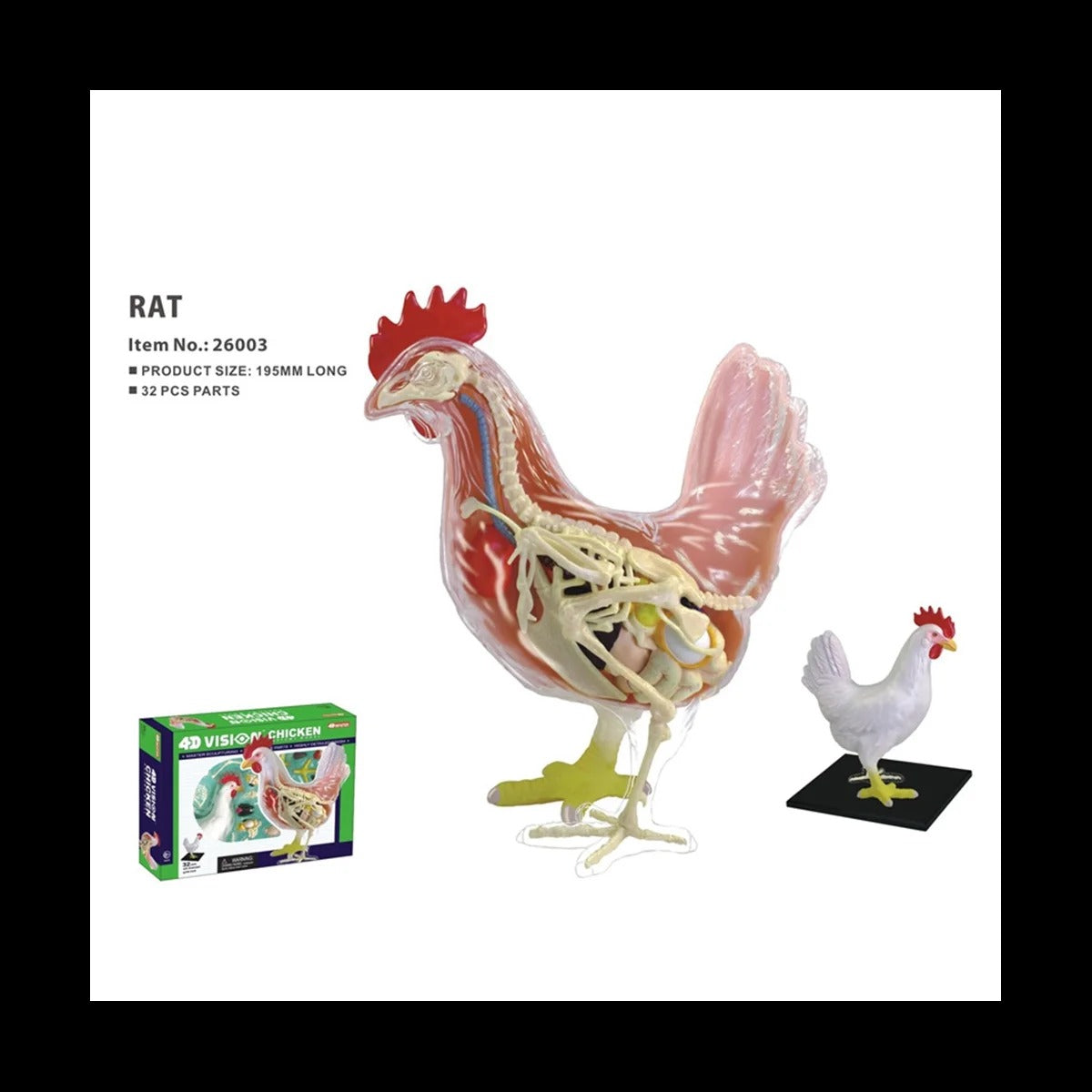 Modelo anatomico Galinha 4D Master Puzzle