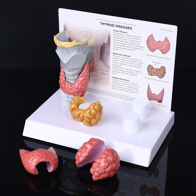Modelo anatomico da tireoide