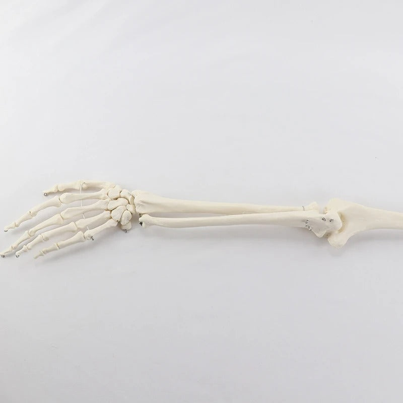 Modelo Ósseo Humano do Membro Superior - Braço Adulto