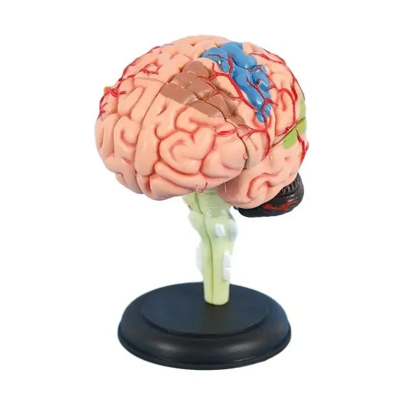 Modelo de Cérebro Humano 4D Desmontado