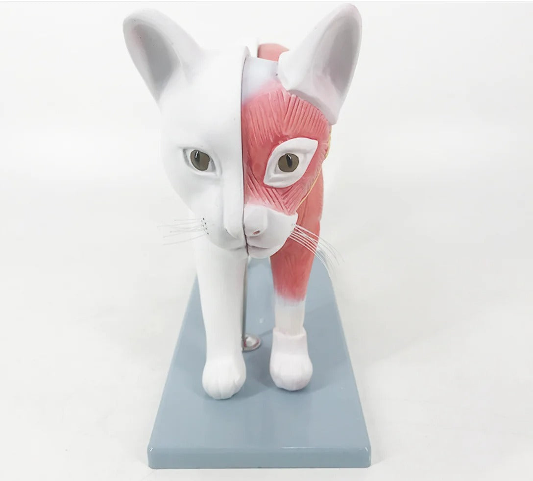 Modelo Anatômico de Gato para Ensino Médico
