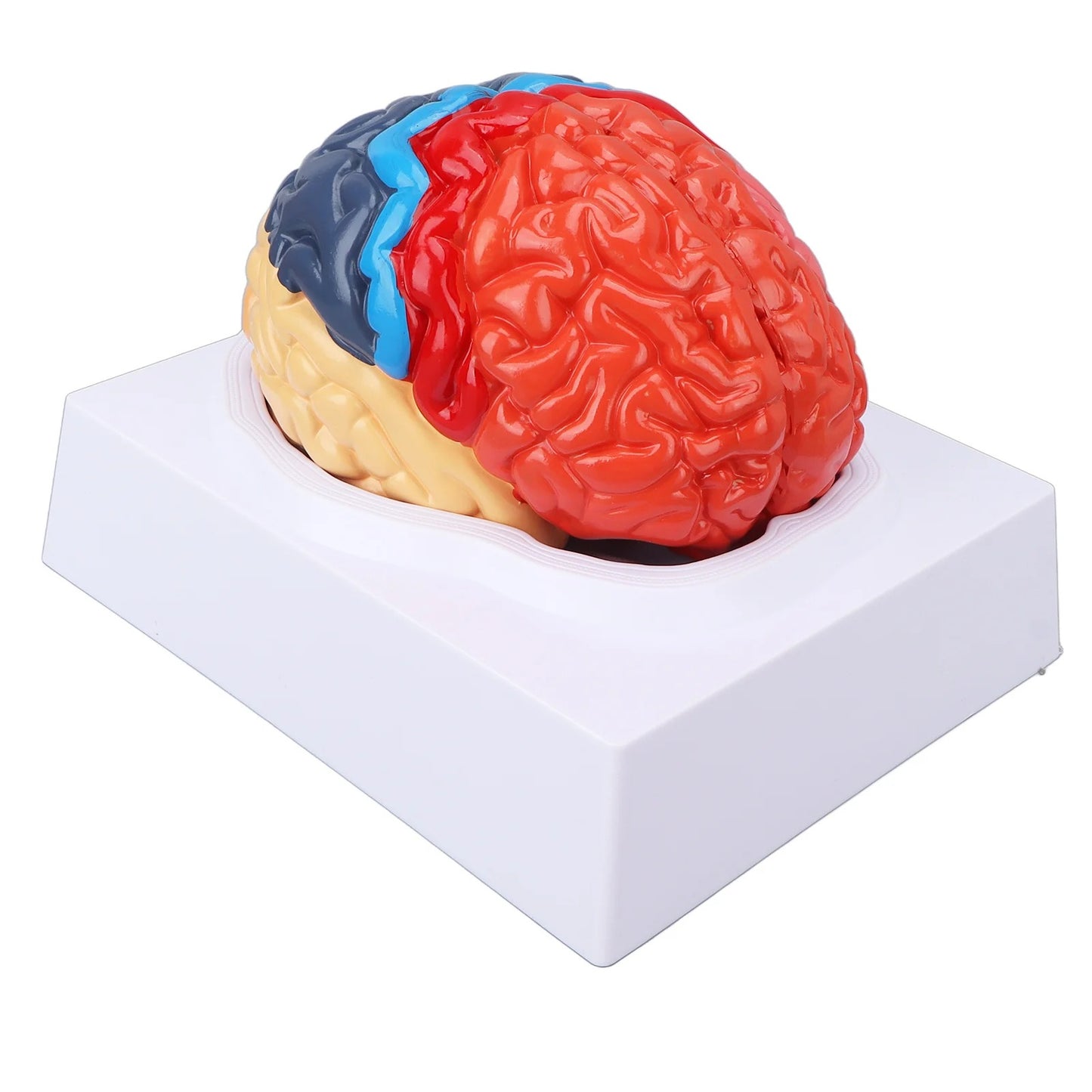 Modelo Anatômico de Cérebro Humano com Artérias Cerebrais