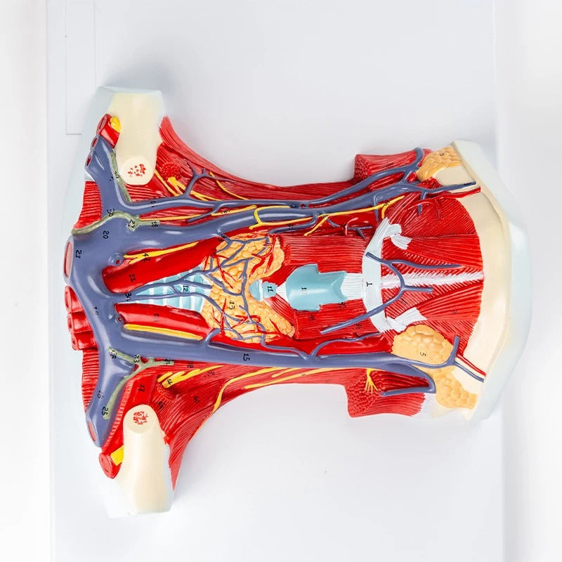 Modelo do Pescoço Arteriovenoso