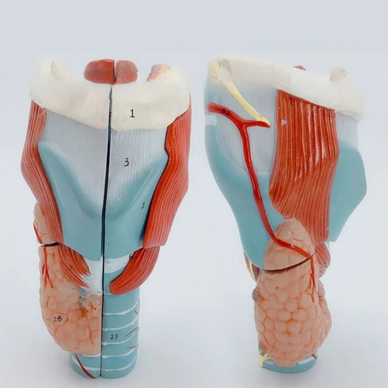 Modelo Anatômico da Laringe garganta ampliados
