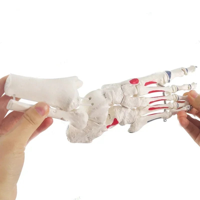 Modelo anatomico de tornozelo com osso da haste