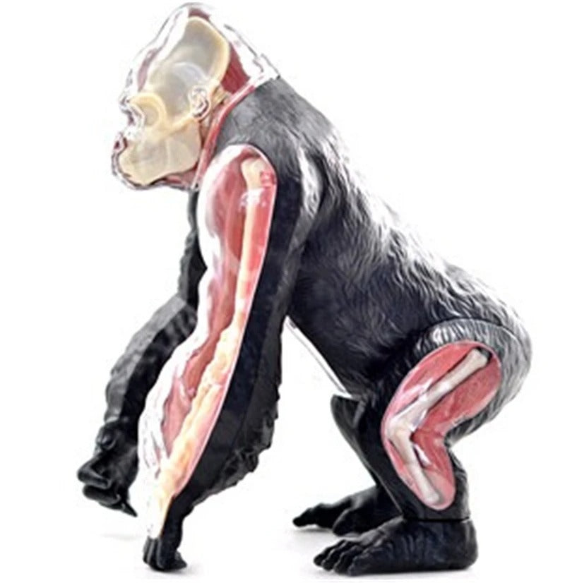 Modelo de Anatomia Gorila 4D