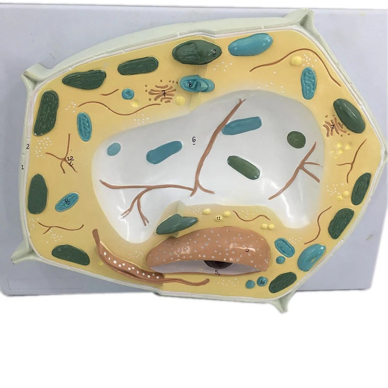 Modelo Anatômico de Célula Vegetal