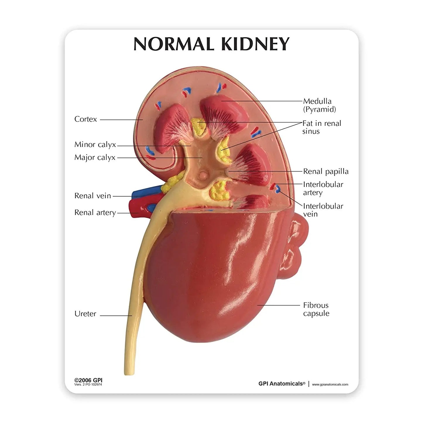 Modelo Anatomico Rim