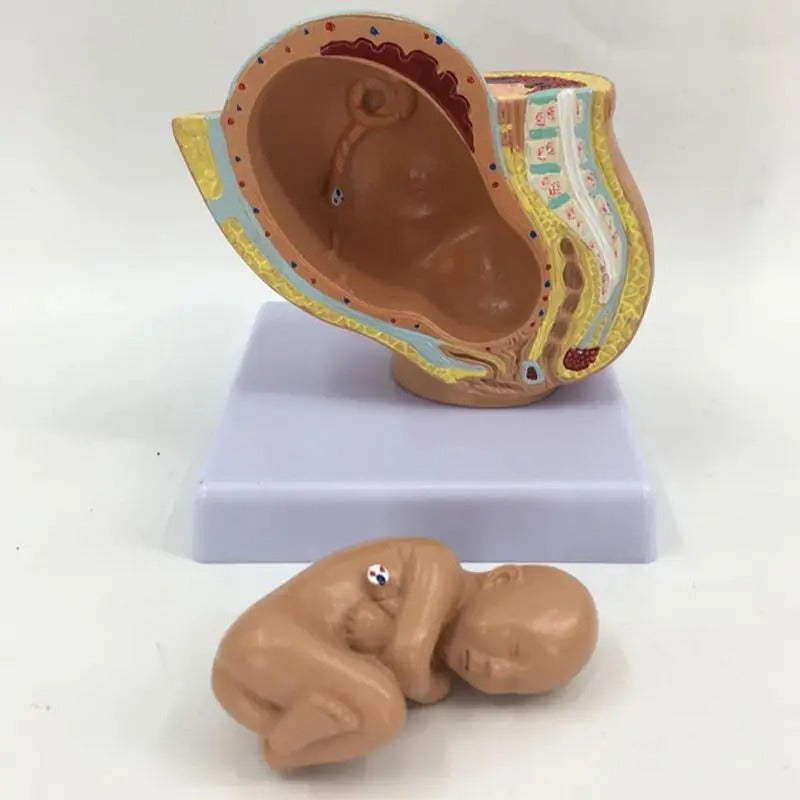 Modelo Anatômico da Gravidez para Gestantes