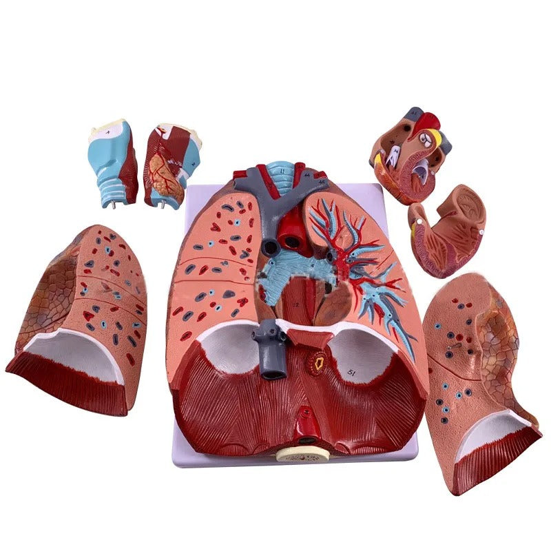 Modelo Anatômico Pulmonar e Sistema Respiratório