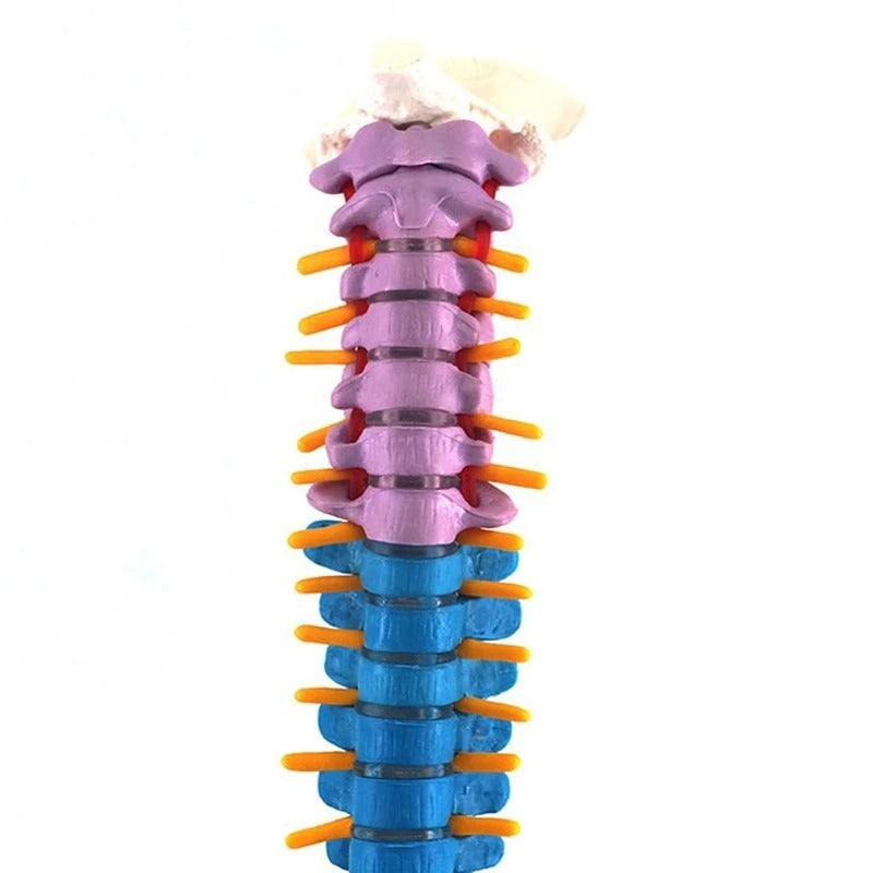 Modelo de coluna vertebral 45cm