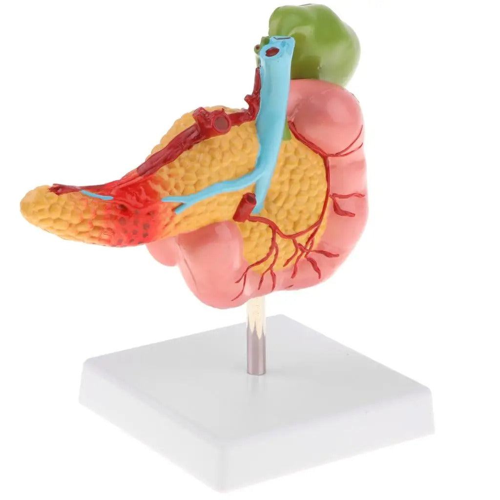 Modelo Anatomico Pancreas Duodeno