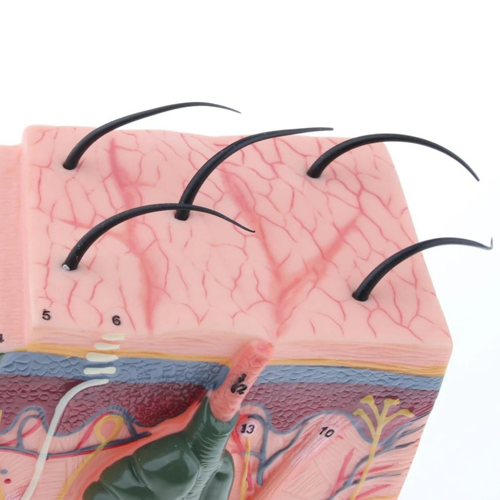 Modelo de Anatomia da Pele e Estrutura Capilar - Ferramenta de Ensino da Ciência Médica em PVC