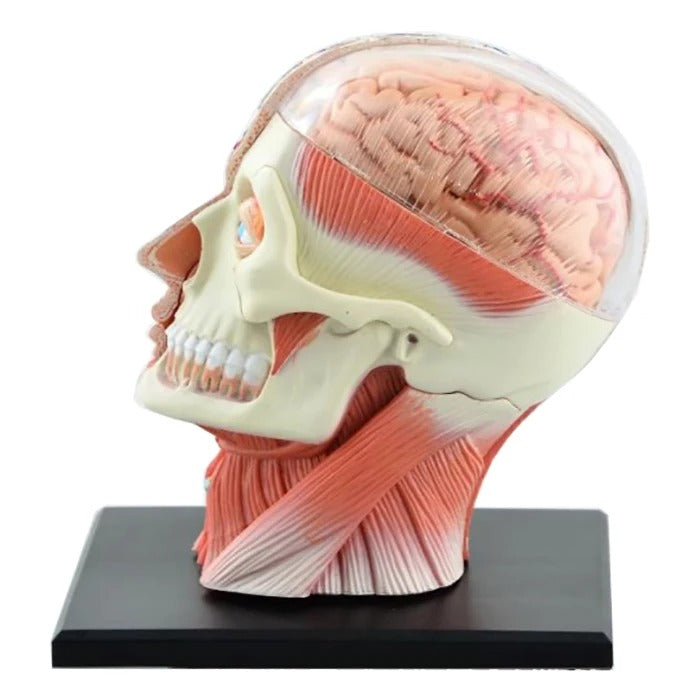 4D Montado Esqueleto Humano Modelo Anatômico