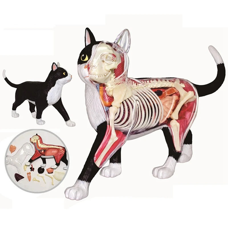 Modelo Anatomico Gato 4D