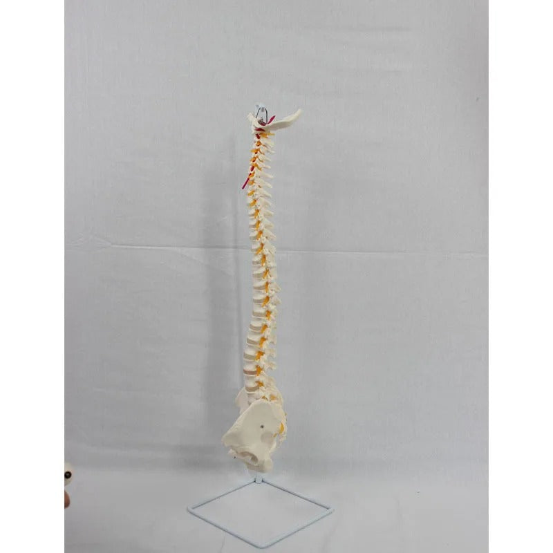 Modelo de Anatomia do Esqueleto da Coluna Vertebral - Detalhado com Vértebras Flexíveis e Coluna Lombar