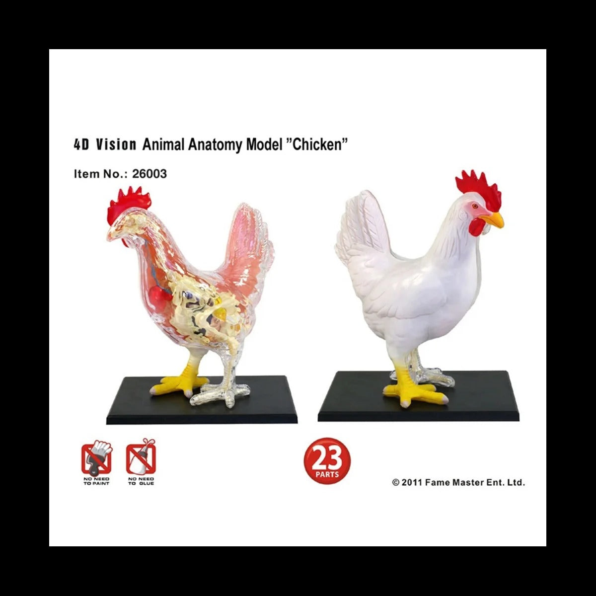 Modelo anatomico Galinha 4D Master Puzzle