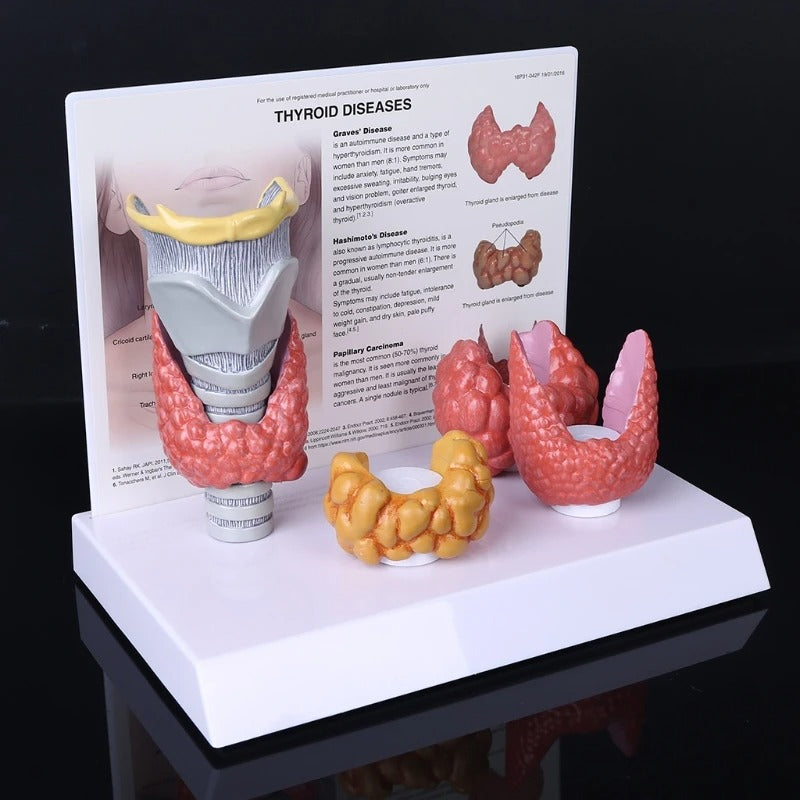 Modelo anatomico da tireoide
