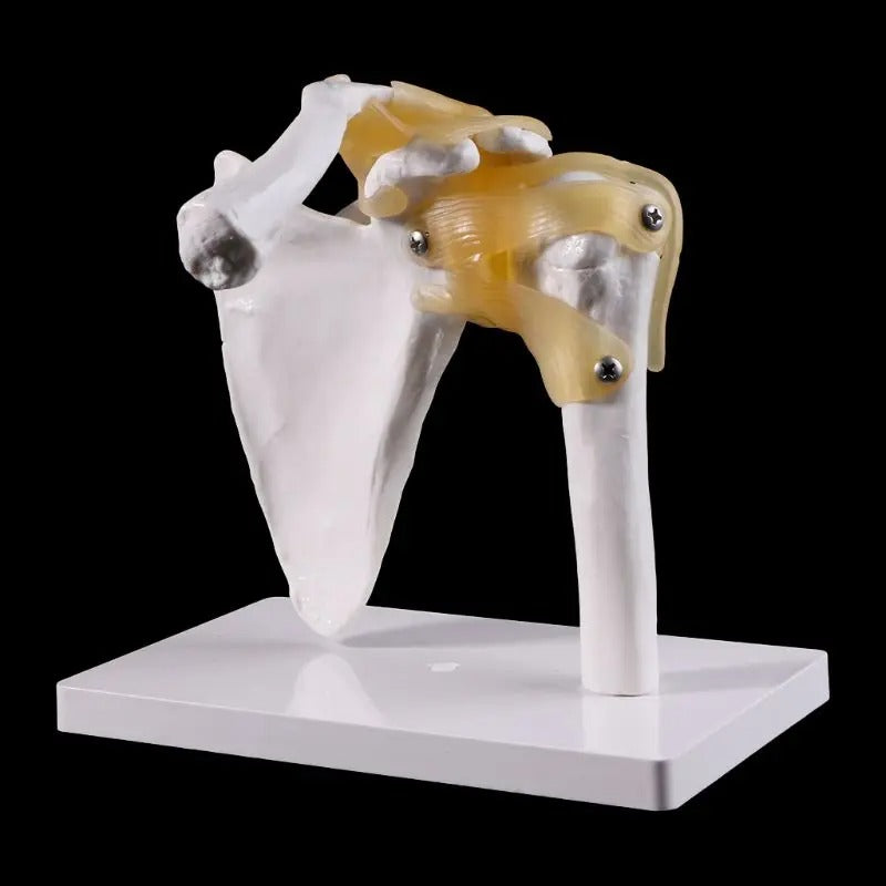 Modelo de osso das articulações do ombro