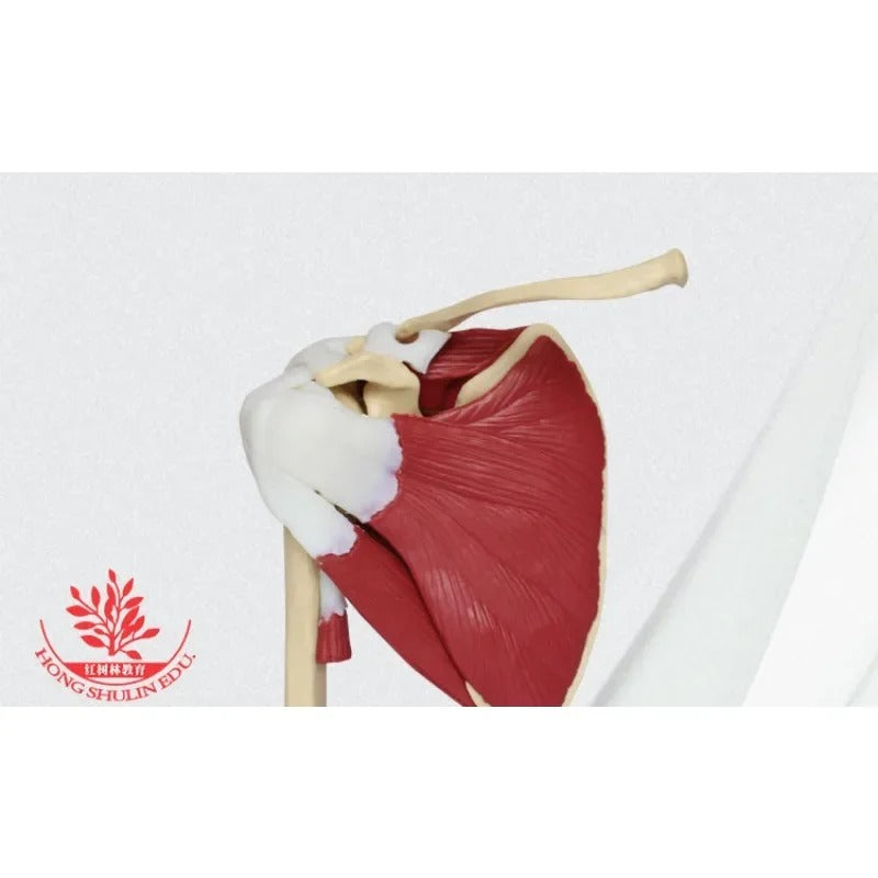 Modelo de Esqueleto Humano com Ombro, Escápula e Articulação da Clavícula com Músculos