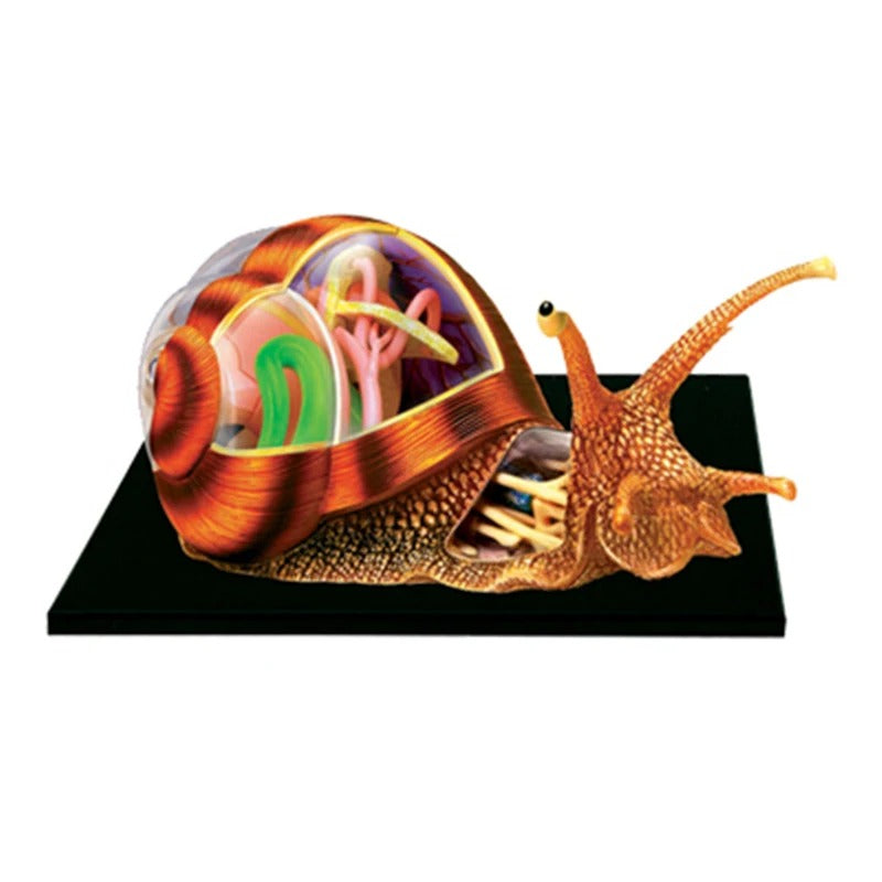 Modelo Anatômico 4D de Caracol para Crianças