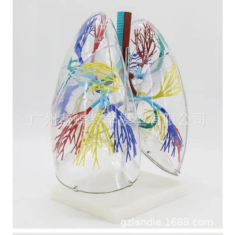 Modelo Anatômico do Pulmão Transparente Humano