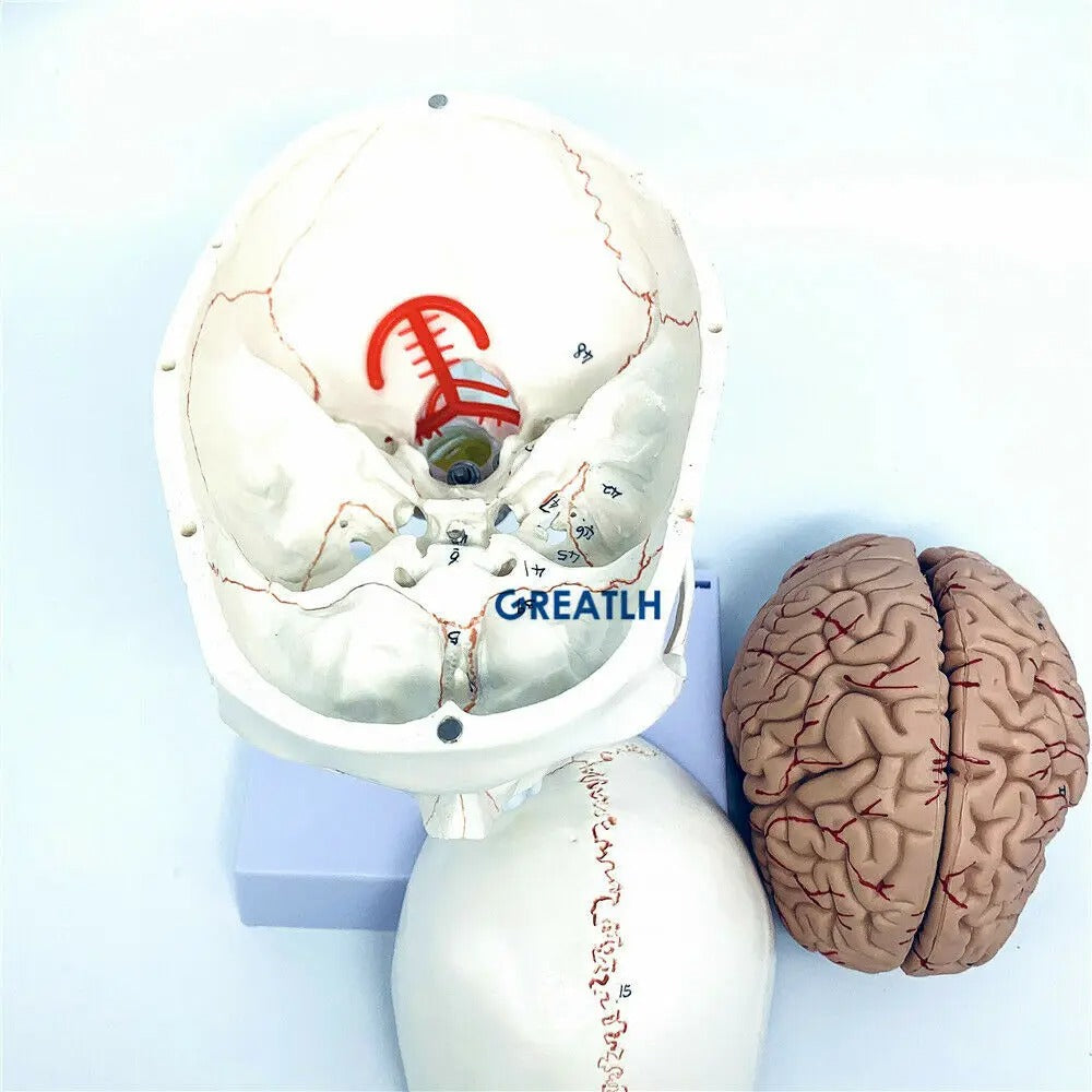 Modelo Anatômico de Cérebro Humano Max