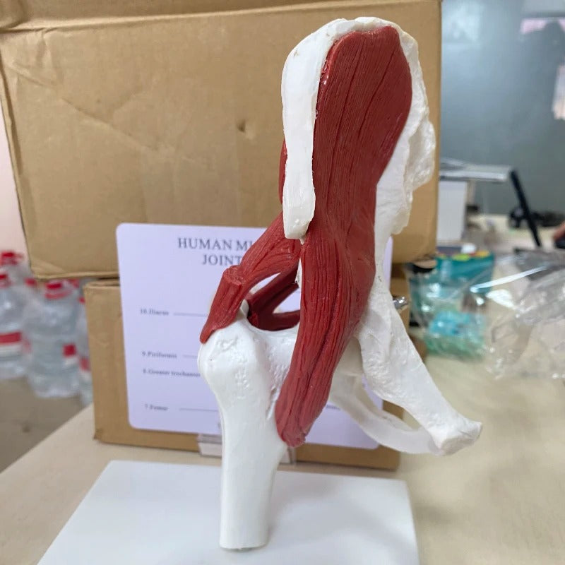 Modelo anatomico Músculos Ligados à Articulação do Quadril