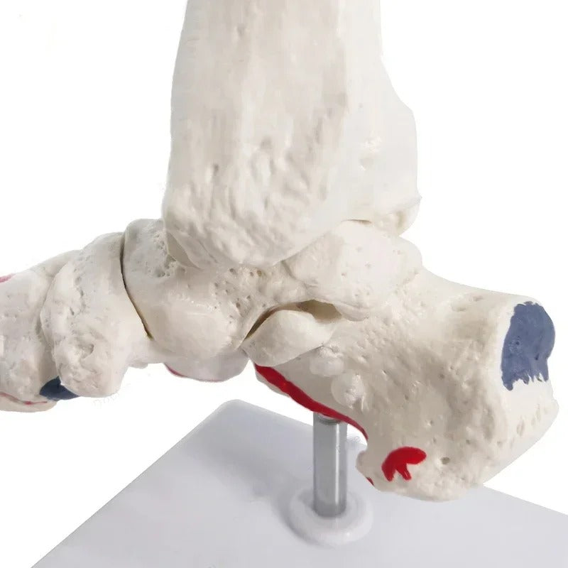 Modelo anatomico de tornozelo com osso da haste