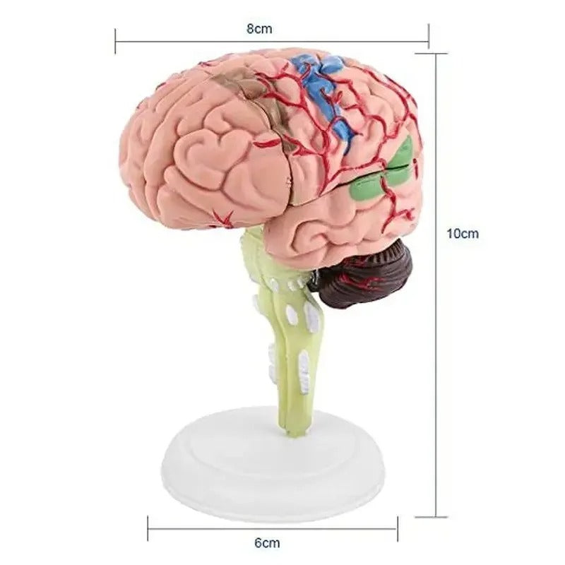 Modelo de Cérebro Humano 4D Desmontado