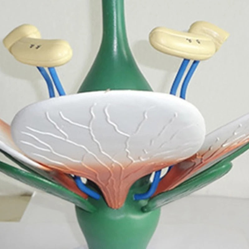 Modelo de Anatomia de Folhas de Flores e Plantas