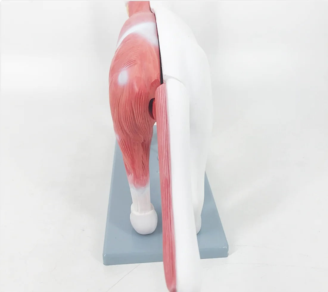 Modelo Anatômico de Gato para Ensino Médico
