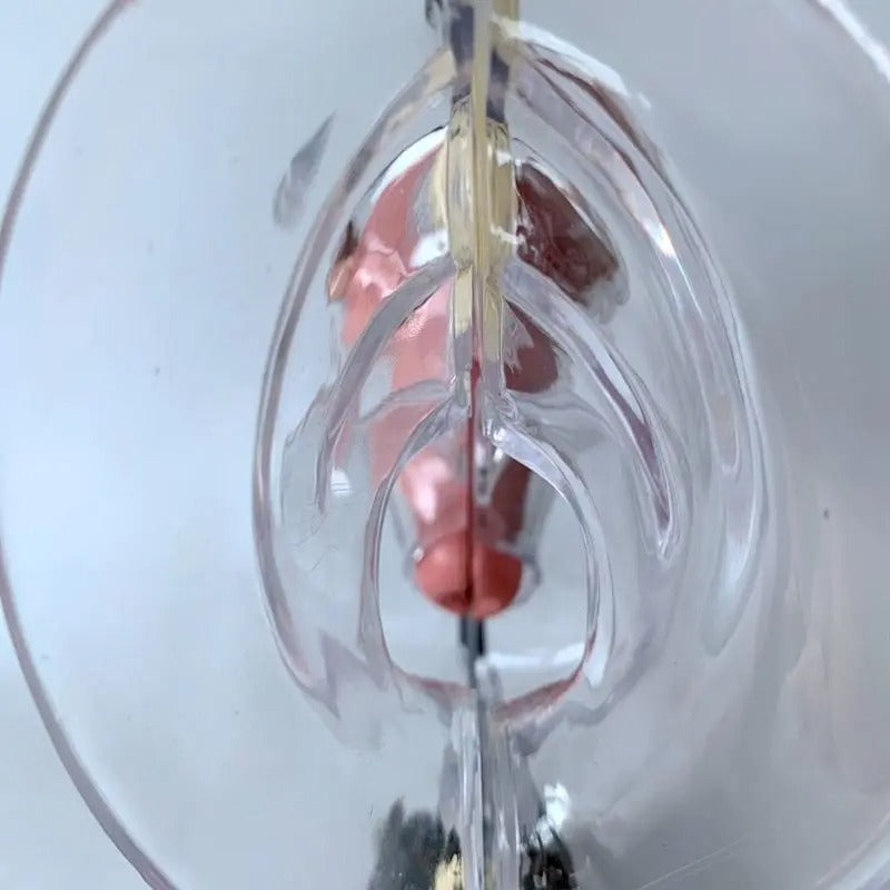 Modelo de Útero Transparente Feminino